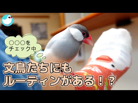 文鳥たちのお気に入りルーティン！？が可愛すぎる