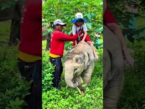 A little boy climbs on the back of a baby elephant.