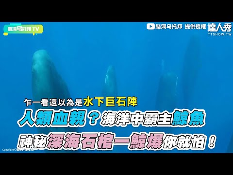 【人類血親？海洋中霸主鯨魚 神秘深海石棺一鯨爆你就怕！】｜@脑洞乌托邦