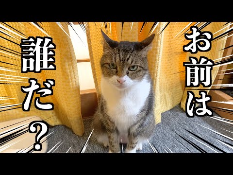 久しぶりに会った実家猫が完全に俺のこと忘れている...