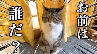 久しぶりに会った実家猫が完全に俺のこと忘れている...