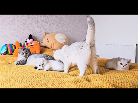 Don't be jealous! 😁 Purring and meowing from the best cat family: dad, mom and their cute kittens 🥰