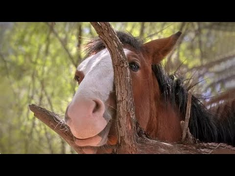 Best funniest horses of the week - Funny And Cute horses Video Compilation 2025🐴#4