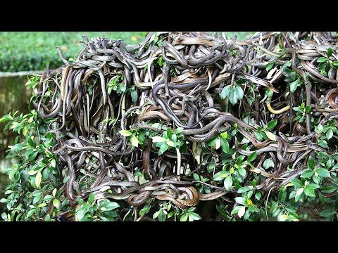दुनिया के 5 रहस्यमय स्थान \\ snake island \\ python snake