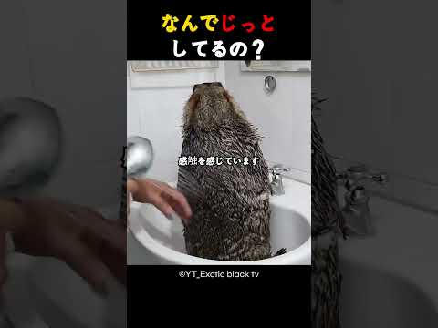 なんでじっとしてるの？