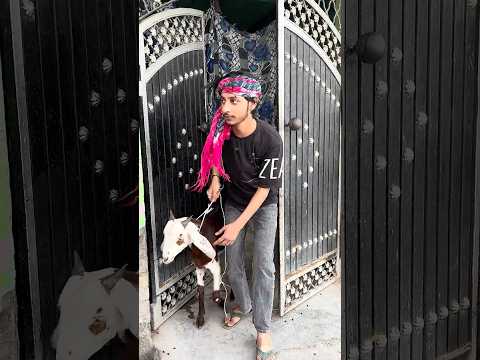 ईद पर चोरी हुआ बकरा 🐐💔🤲 #islamic #emotional #eid #shortsfeed #viral #shorts #trending