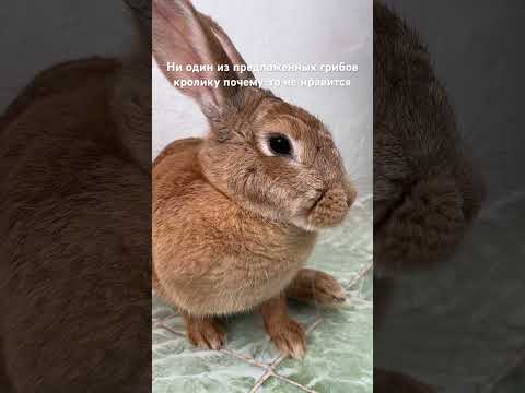 Кролик и гриб. #умка #rabbit #смехпродлеваетжизнь #прикол #милота #кролик #шуточное #кролик