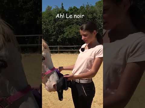 Mon cheval choisit son outfit