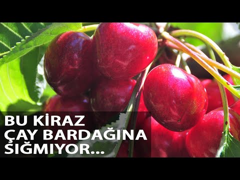 Çay Bardağına Sığmayan Lapseki Kirazı Gün Sayıyor