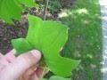 Tree Structure and Leaf Types