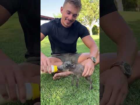 Throwback to the most adorable Baby Warthog! ๐