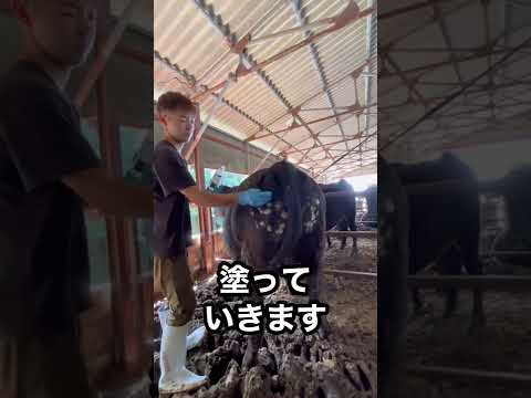 【牛の病気】皮膚糸状菌症