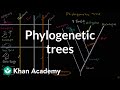 Building Phylogenetic Trees: Key Concepts and Techniques