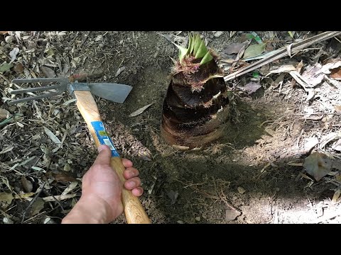 タケノコ掘りとお花見登山