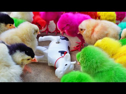 Murgi Choojon Chicks Vs Cartoon Cow Toys attack Gallina chick video | FishCutting