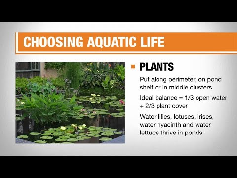 How to Build a Fish Pond