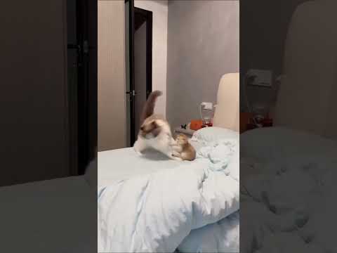 😹Cats Doing Cat Things😹 (15)