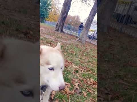 Мій собака 🤲🫶🔥 17 жовтня 2025 р.