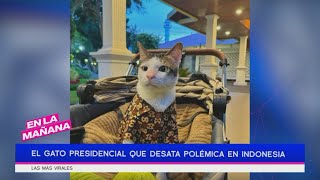 El gato presidencial desata polémica en Indonesia | En La Mañana