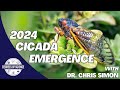 Cicada Emergence and Ecology