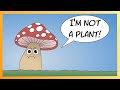 Exploring the Role of Fungi in Ecosystems