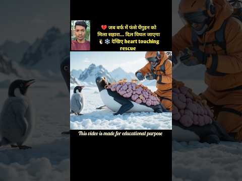 💔 जब बर्फ में फंसे पेंगुइन को मिला सहारा… दिल पिघल जाएगा 🐧❄️ Animal Rescue #wildliferescue #shorts