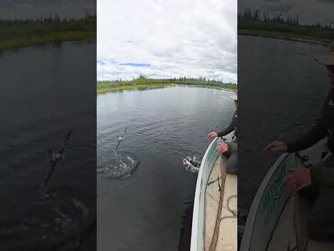 How To Lose $1600 in 3 seconds. #fishing #fail #shorts