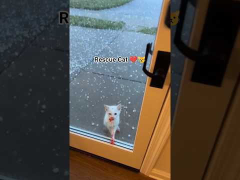 a little cat knock my door for help during a havey hailstorm ๐ฟ๐