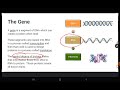 Central Dogma and Gene Expression