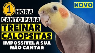 CALOPSITA CANTANDO OS MAIS LINDOS CANTOS DE CALOPSITAS 1 hora de canto PARA TREINAR SUA CALOPSITA.