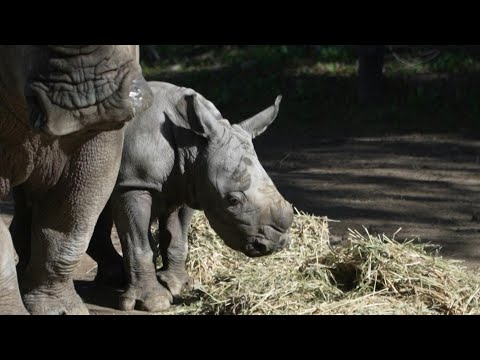 Rare white rhino Silverio born in a Chilean zoo | AFP