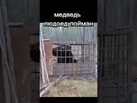 Поймали медведя людоеда!#медведи#медведь#охота #охотники #ловушка