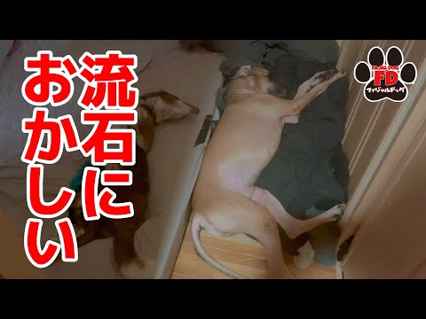 【超大型犬】ずっと寝たきりが続いています。良くならない