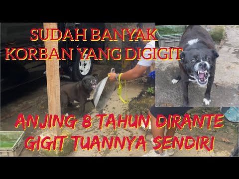 ANJING SUPER GALAK YANG DIRANTE SELAMA 8 TAHUN