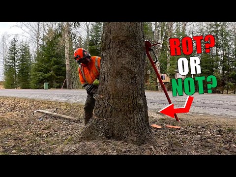 Looks Rotten, Might Fall Wrong… What Would You Do?