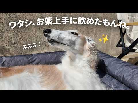 【お藥飮めました!】藥嫌いな我が家のお犬樣もパクッと食べてくれました!!