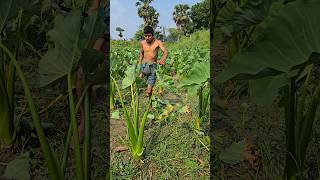 #shorts #viral #farming