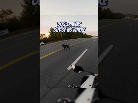 I Hope She's Okay 😥#motorcycle #kawasaki #yamaha #r1 #r6 #r9 #ducati #aprilia #suzuki #fyp #dog