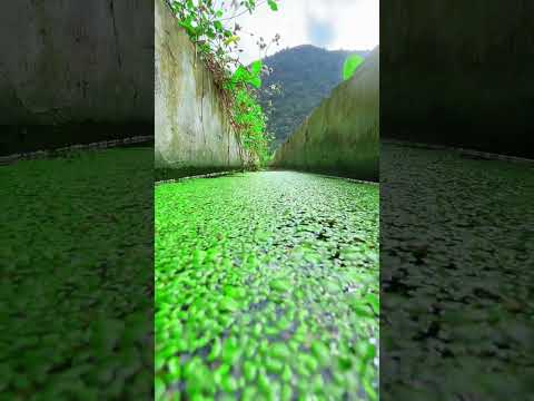 the beauty of nature - You didn't think it was that beautiful 635th clip #satisfying
