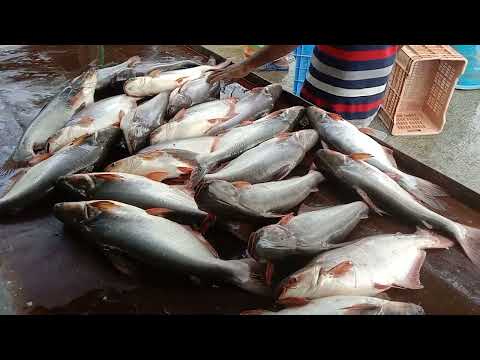 Amazing Pangash Fish Video