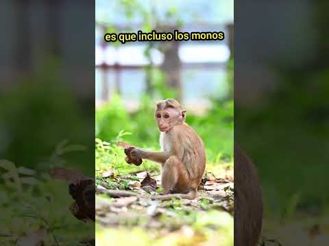 Estos Animales son realmente SORPRENDENTES 😱😁🌍#sabiasque #curiosidades
