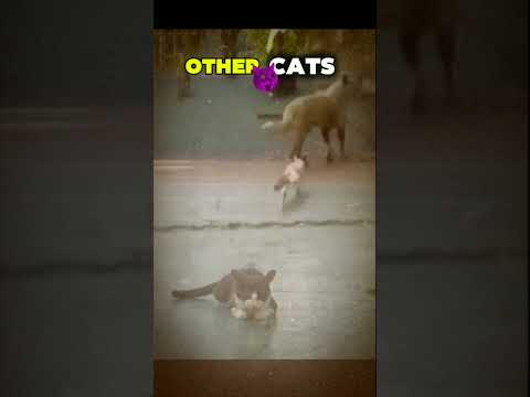 Watch this cat๐ผ๐|