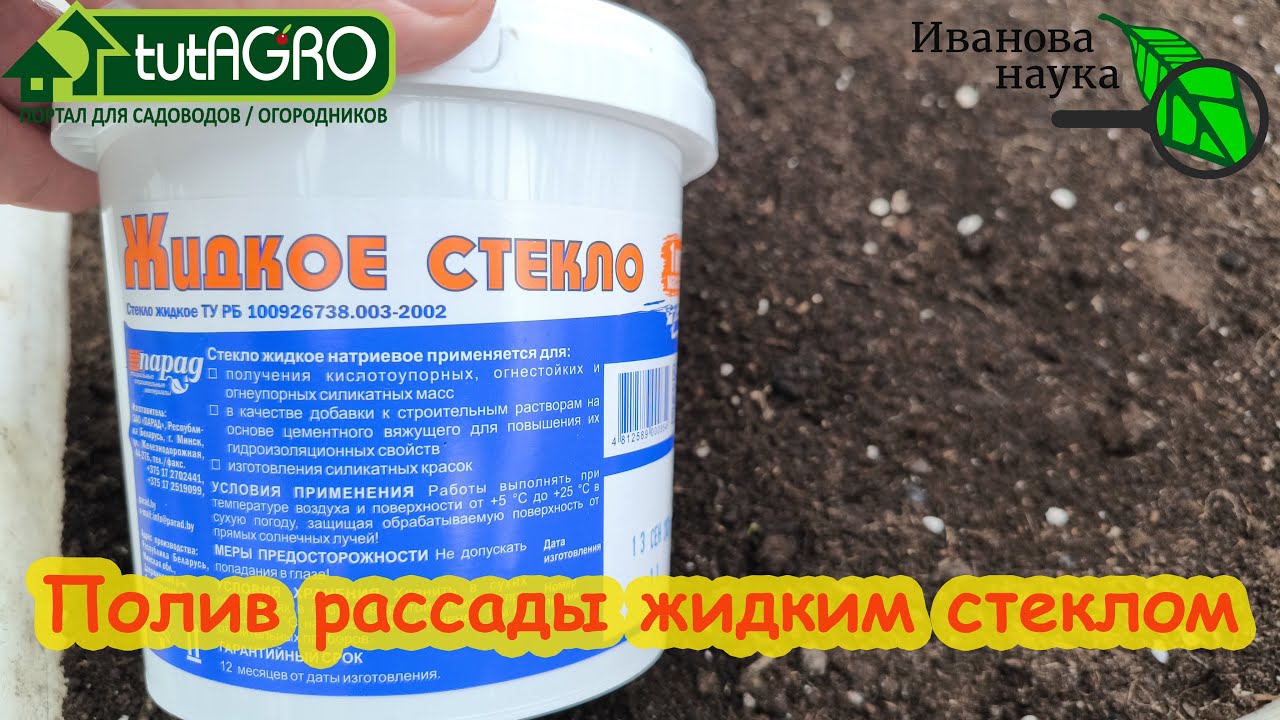 От этой земли сплошной хлороз! Как исправить торфяной грунт из светофора и других магазинов