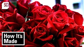 Man-Made Products From Natural Sources | How It's Made| Science Channel