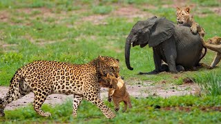 Leopard Dares to Snatch Lion Cub – The Ending Will Leave You Speechless