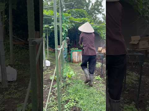 Tặng bác Nhật đủ thứ của vườn cuối vụ