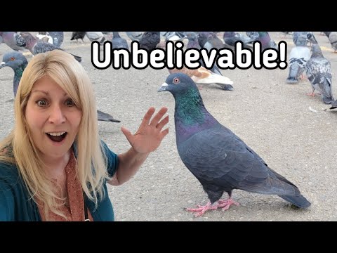 Unbelievable Bird Encounter: I'm A Pigeon Magnet!