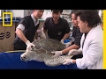 Phân tích nội dung video