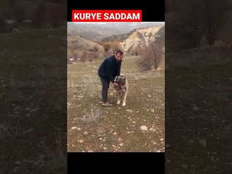 Benim akıllım yemeğimi getirdi