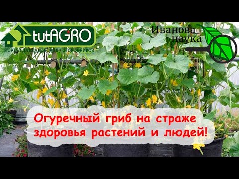 Огуречный гриб показывает чудеса! Губитель болезней растений и человека! Огородничать и не болеть!